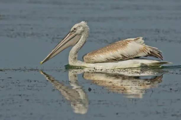 портхаус * Бургас